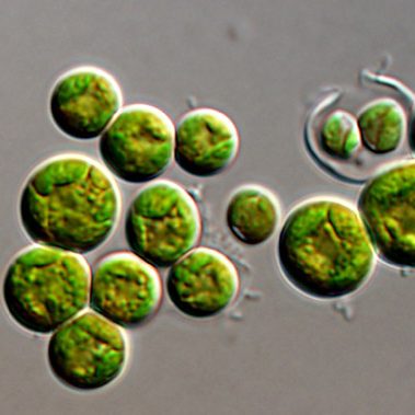 ویسچریا ریزجلبک سبز-زرد