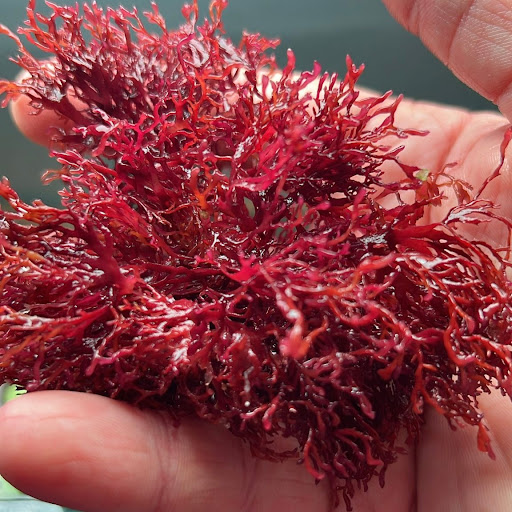 جلبک قرمز گراسیلاریا