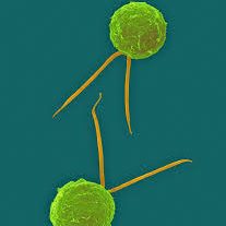 ریزجلبک طلایی