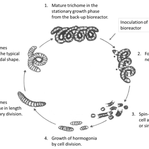 چرخه زیستی جلبک اسپیرولینا
