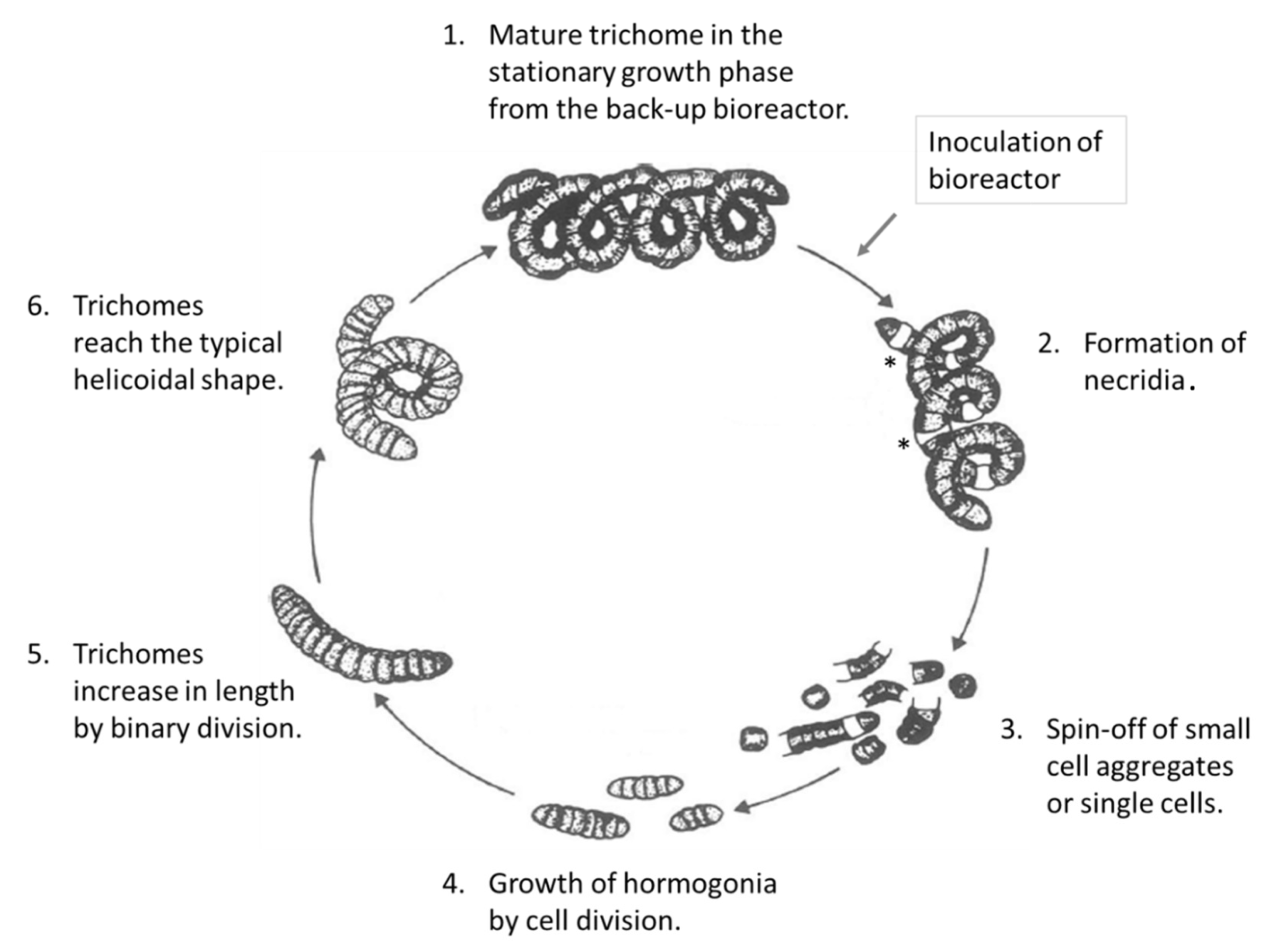 چرخه زیستی جلبک اسپیرولینا
