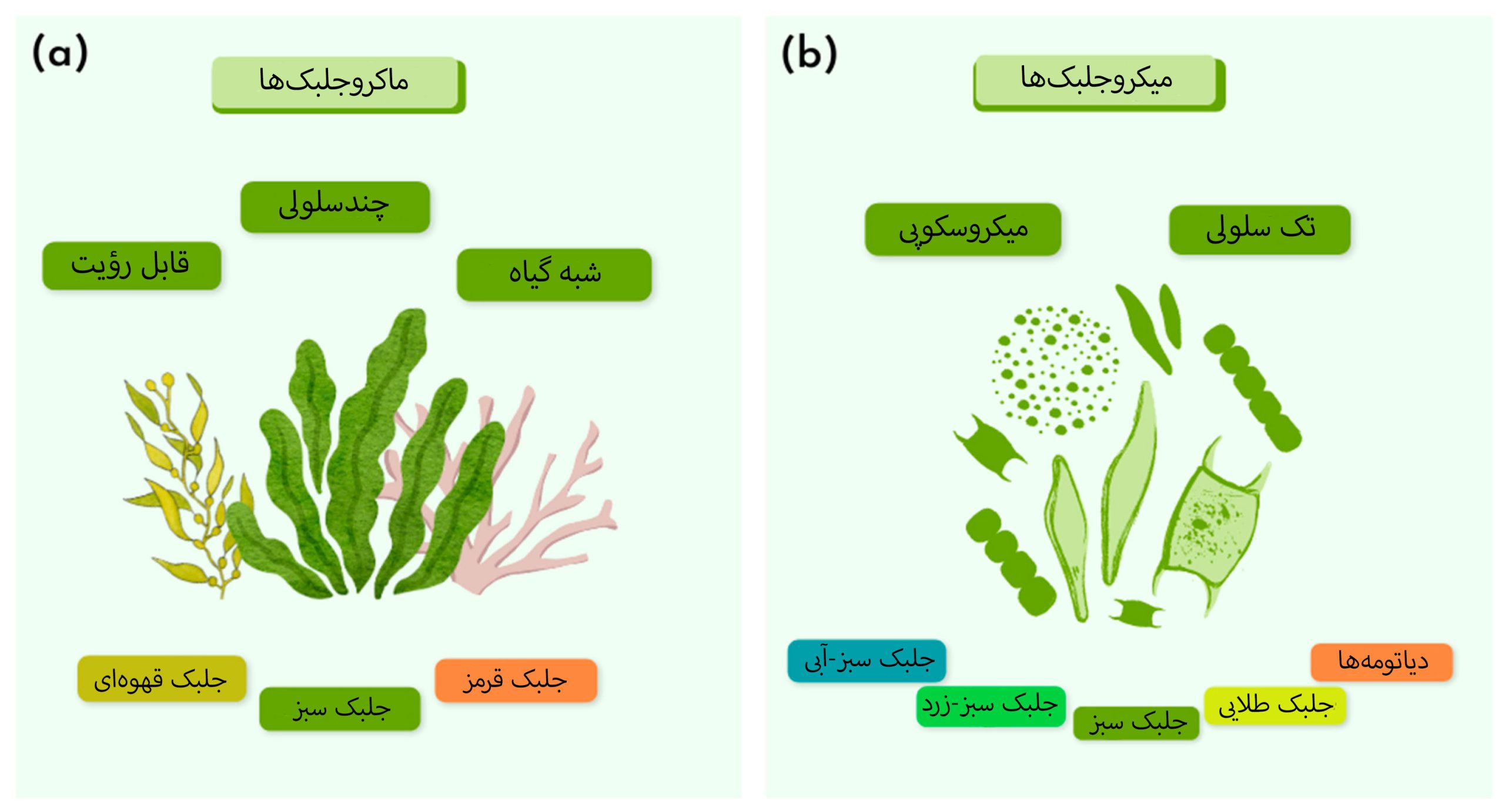 مقایسه ماکروجلبک ها با ریزجلبک ها
