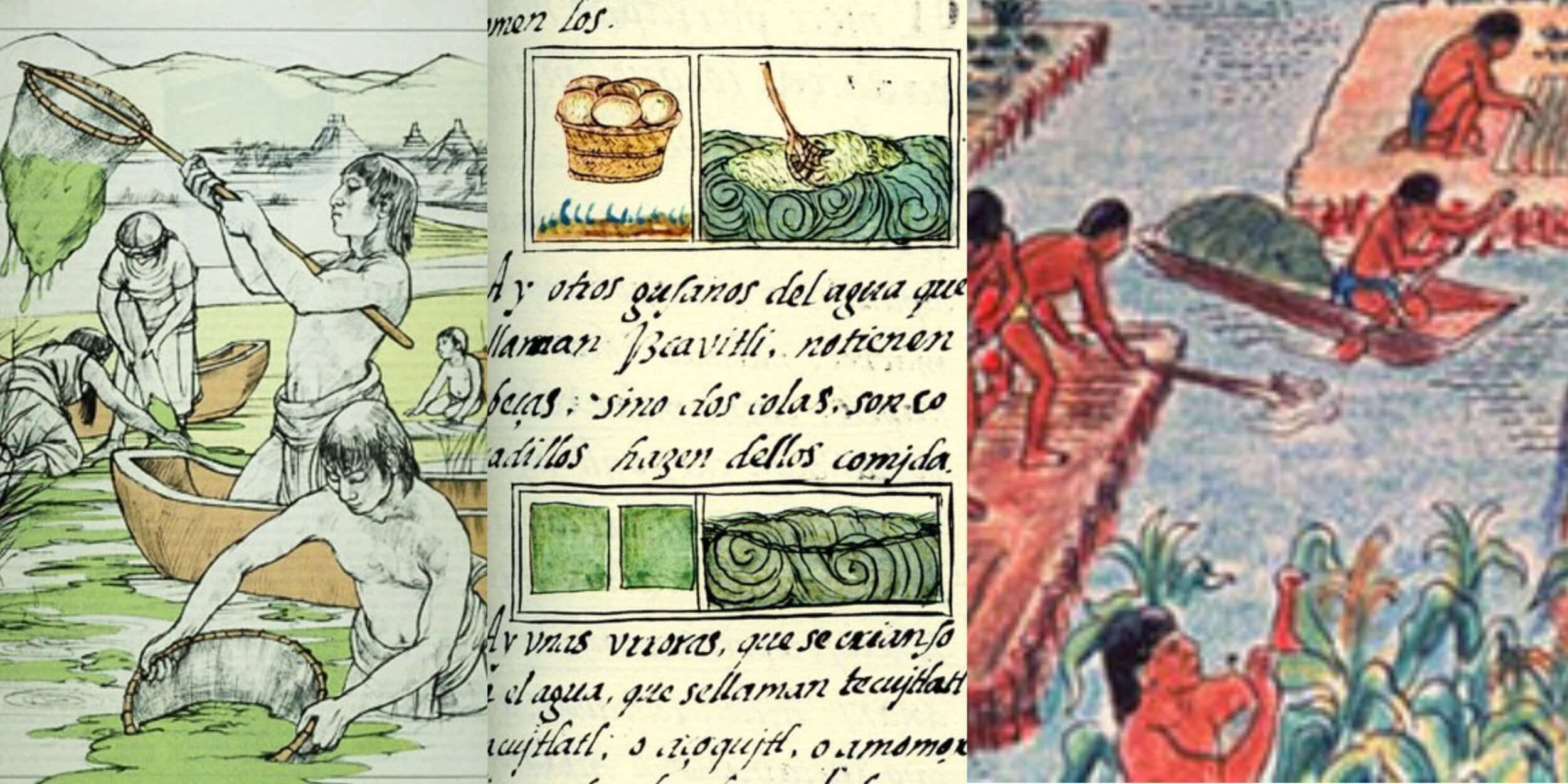 هزاران سال پیش مردم تمدن آزتک در مکزیک، اسپیرولینا را مصرف میکردند