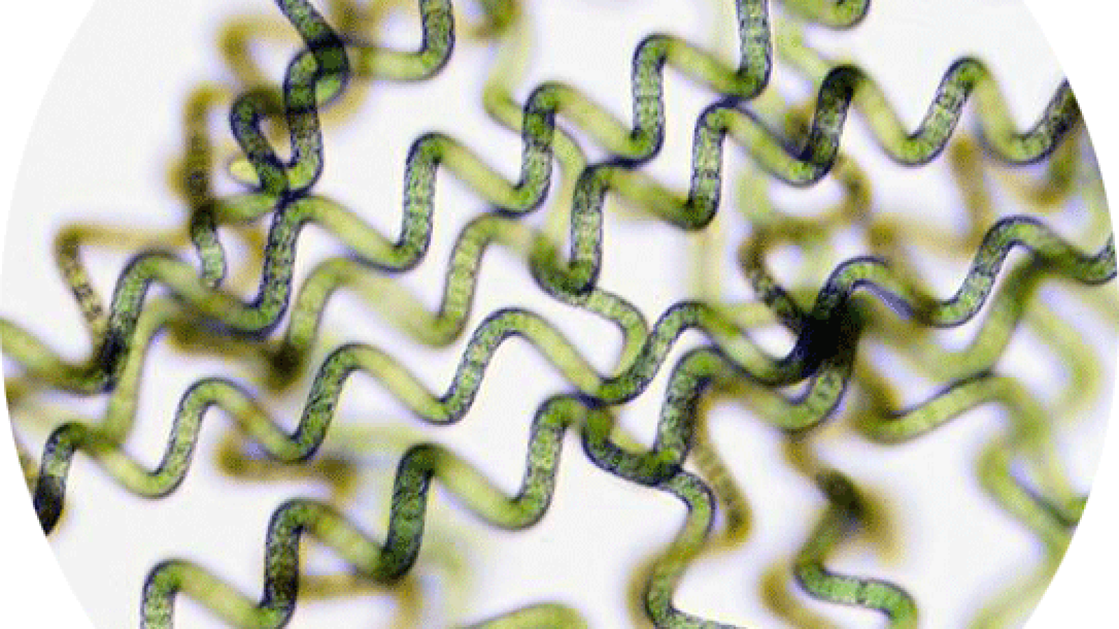 جلبک اسپیرولینا زیر میکروسکوپ