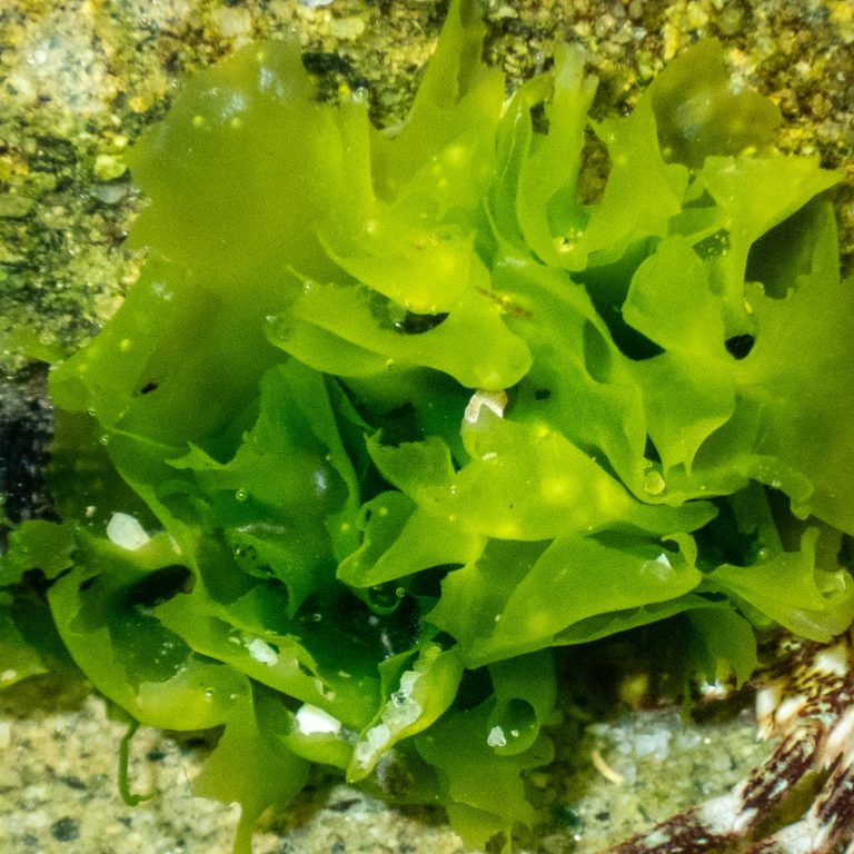 کاهوی دریایی