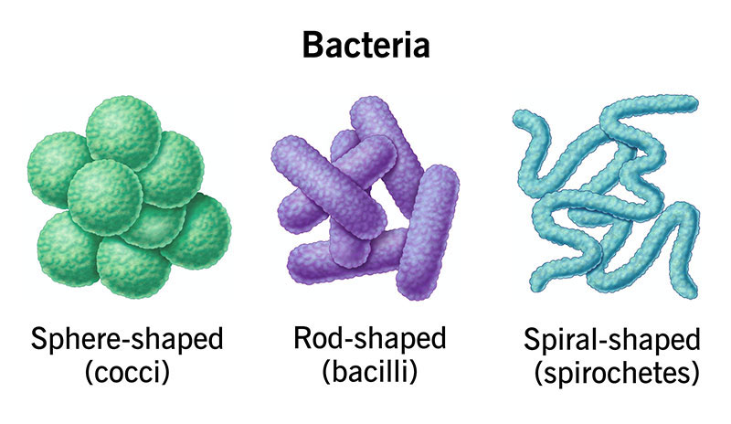 انواع باکتری از لحاظ شکل ظاهری