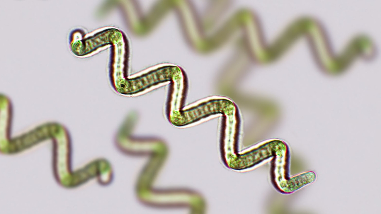 تصویر میکروسکوپی اسپیرولینا