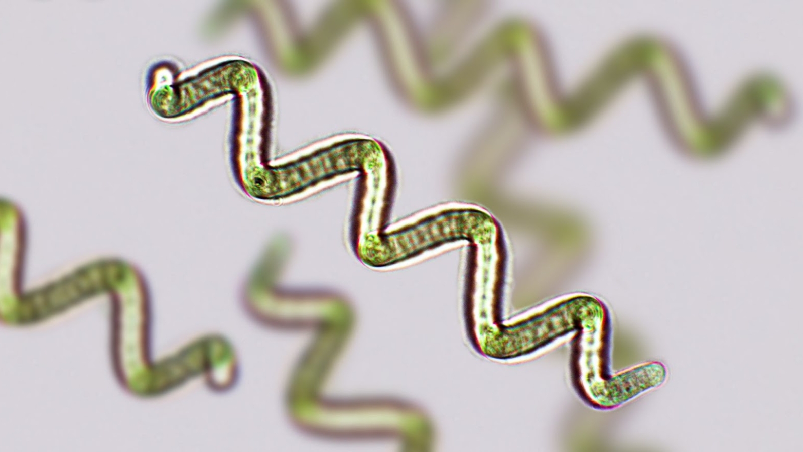 تصویر میکروسکوپی اسپیرولینا